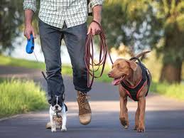 Pet Walking & Outdoor Services